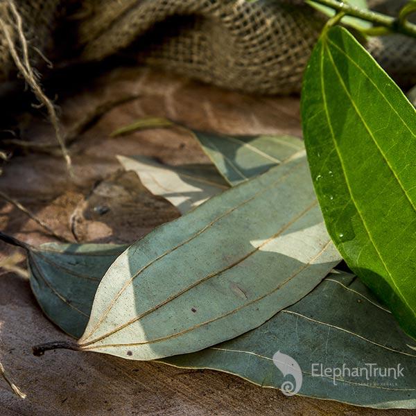 Bay Leaves (Tej Patta) - Organic