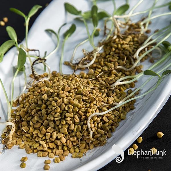 plant fenugreek seeds Methi Seeds | Fenugreek Seeds | Methi Dana